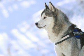 爱游戏平台-威尔士女队崭露头角，成为国际赛场的黑马，威尔士女队崭露头角,成为国际赛场的黑马了吗