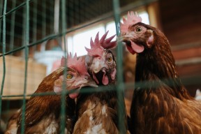 爱游戏app-瑞典队未来发展方向：人才梯队与竞技水平并行，瑞典队2021