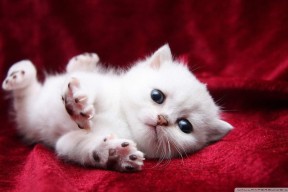 爱游戏体育-地方篮球俱乐部运营逐步专业化吸引更多关注，篮球俱乐部运营方案及管理