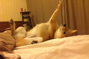 爱游戏app-卢卡·乌兰多展现年轻选手冲劲，卢卡集锦