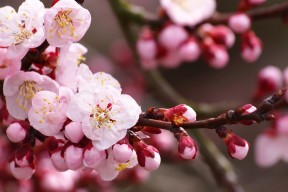 爱游戏ayx-篮球运动员比赛焦虑干预机制研究，篮球比赛焦灼