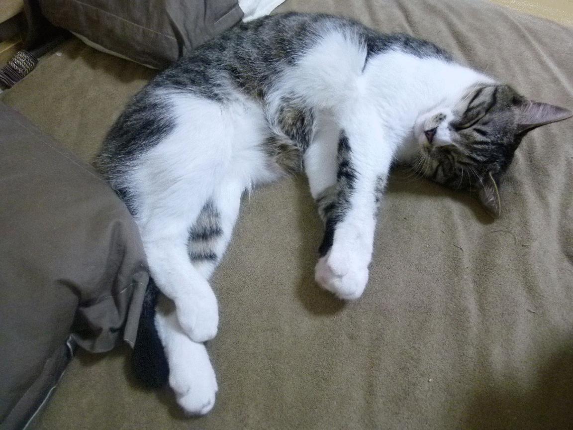 CBA联盟深化青训体系培养未来之星,cba青训球员是否终身效力