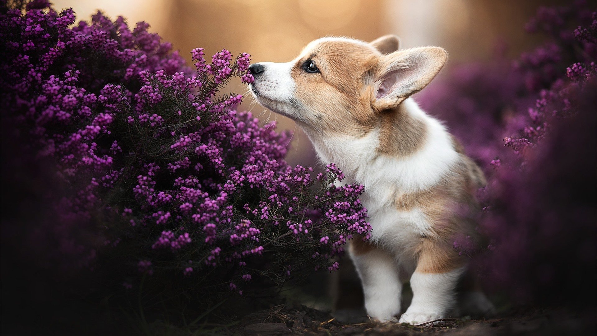 Chinese Taipei团队未来:竞技水平提升与国际化战略,chinese national team