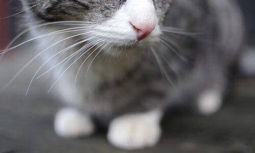 足球青训项目加入领导力发展课程,如何进入足球青训体系