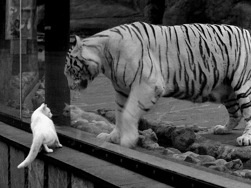 中国女排迎来挑战奥运会，中国女排迎来挑战奥运会了吗