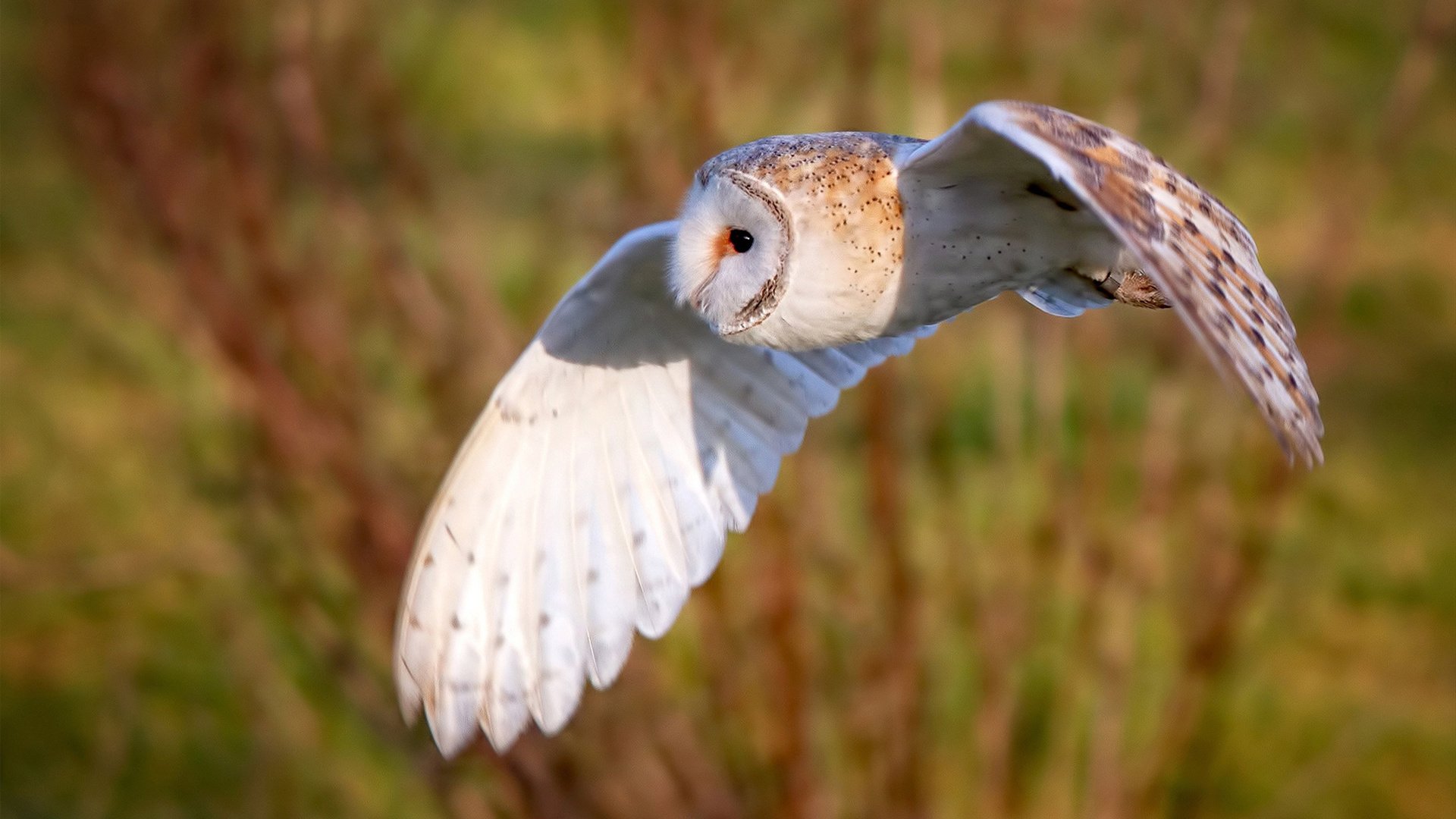 拜仁慕尼黑领跑德甲,争夺多项冠军