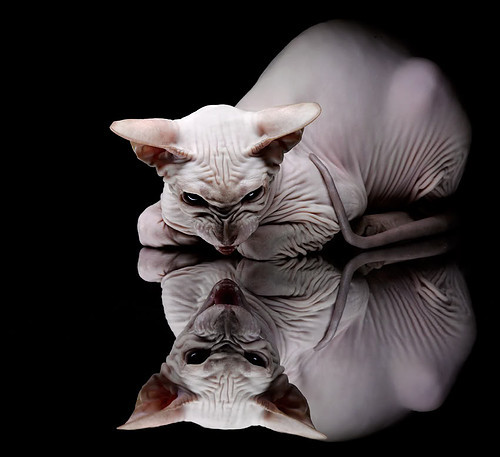 美洲杯明星大战：个人秀引爆观众席，美洲杯明星球员